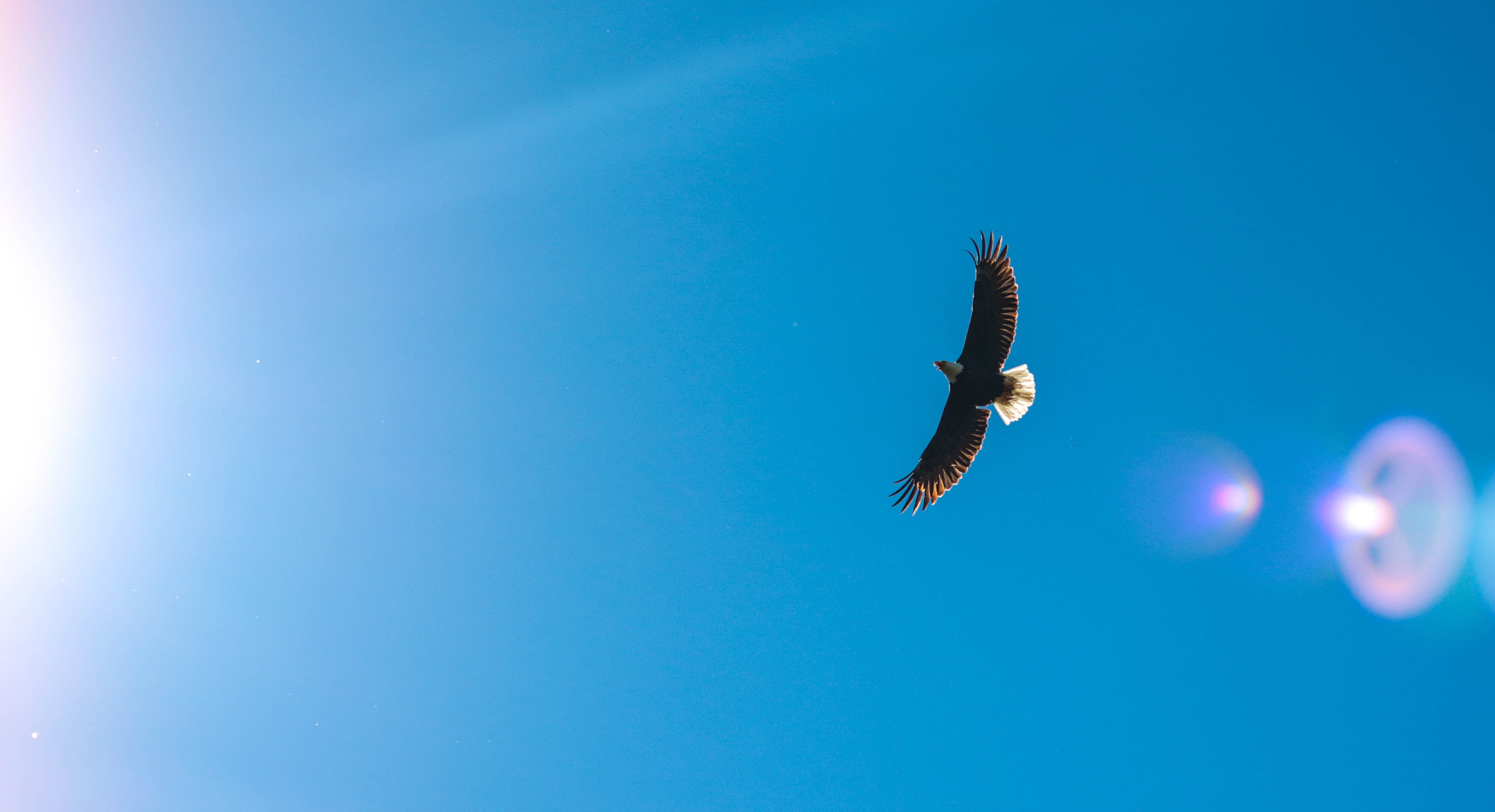 Eagle flies thru the sunlit sky