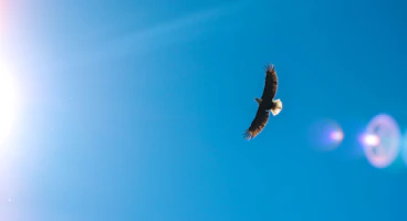 Eagle flies thru the sunlit sky